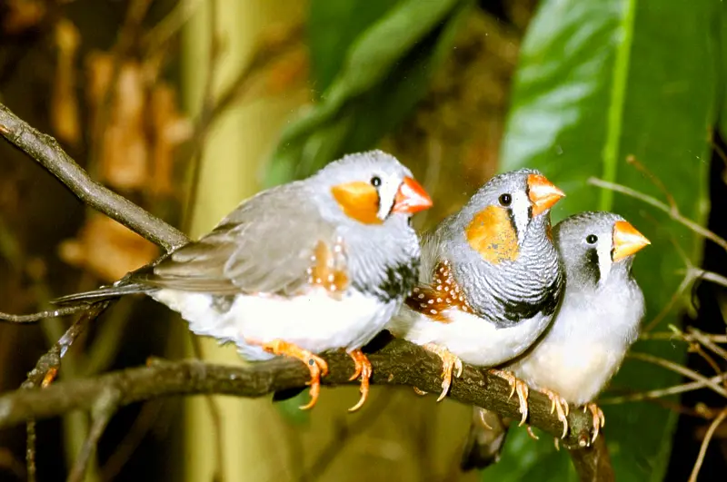 Малка пойна птица може да помогне за лечение на заекване