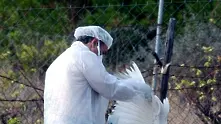  Птичи грип в Румъния, затягат контрола по границата