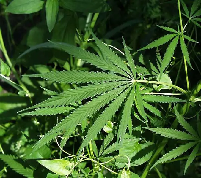 Вашингтон разреши марихуаната по здравословни причини