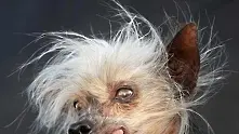 Почина Мис Ели, най-грозното куче в света