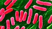 Замразена бактерия ни помага да живеем 140 години