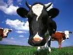 Крави гонят нахални туристи в Швейцария