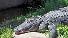 Пиян австралиец пробва да язди крокодил