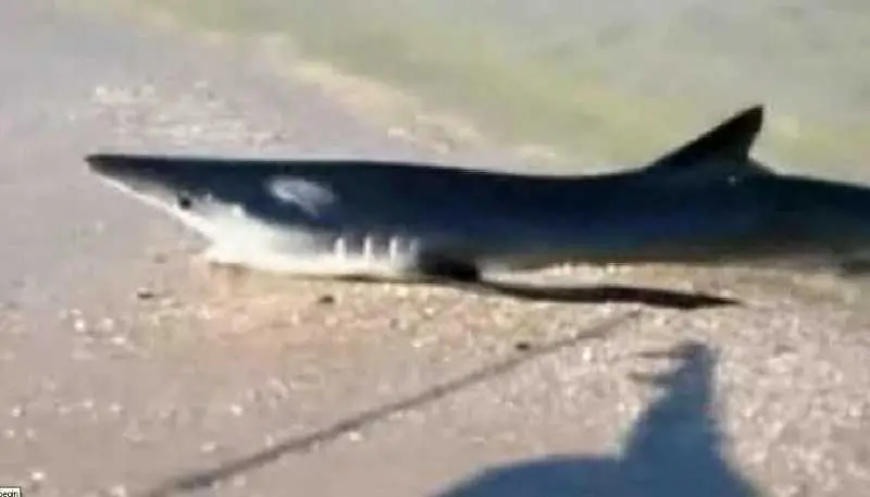 Акула изскочи на плаж в Ню Джърси