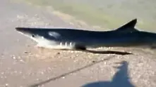 Акула изскочи на плаж в Ню Джърси