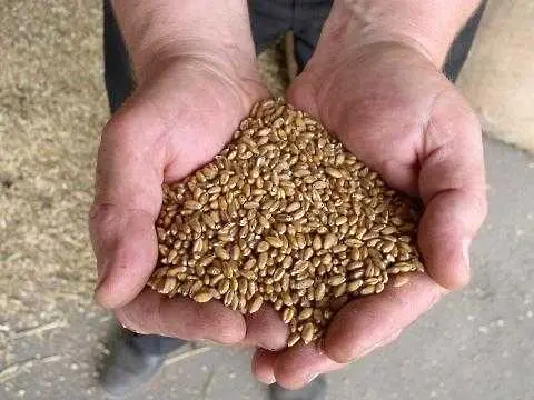 Световната банка: Не слушайте Русия за износа на зърно!