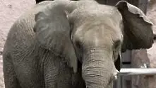 Индия иска да обяви слона за национално животно