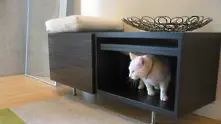 Котки се разхождат в „Икеа”, рекламират домашен уют 