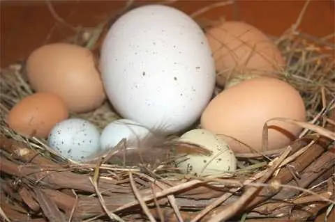 В САЩ бракуват половин милиард яйца заради салмонела
