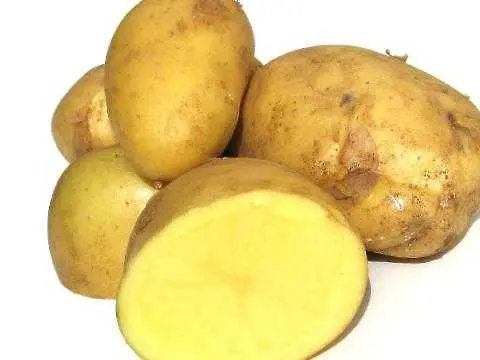 Създадоха безопасен ГМО картоф