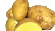 Създадоха безопасен ГМО картоф