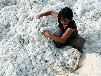 Китайският памук драстично поскъпна