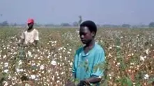 Организации призовават САЩ и ЕС да спрат поръчките на памук от Африка