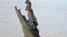 Крокодилите в Австралия спряха да ядат, били стресирани