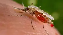 Генно-модифицирани комари ще борят маларията