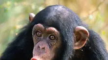 Шимпанзетата използват 66 жеста за комуникация 