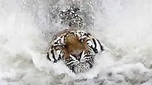 Сибирски тигър в битка с летните жеги (снимки)