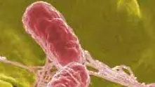 Германия: Смъртоносната бактерия не идва от испанските краставици   
