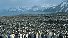 Изумително: Пингвините се топлят с мексиканска вълна (видео)