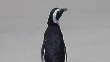 Пингвин стигна погрешка до плаж в Нова Зеландия