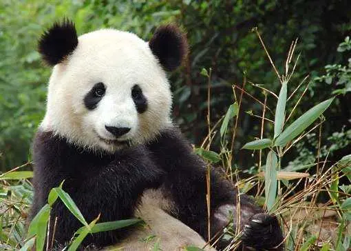 Китай започва преброяване на пандите