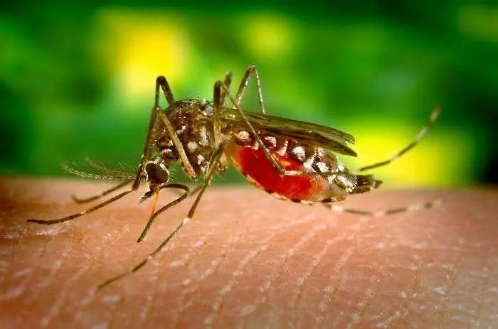 Миризма на мръсни чорапи – най-новото оръжие срещу комарите