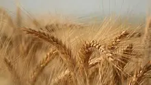 Австралийски еколози унищожиха експериментална ГМО пшеница