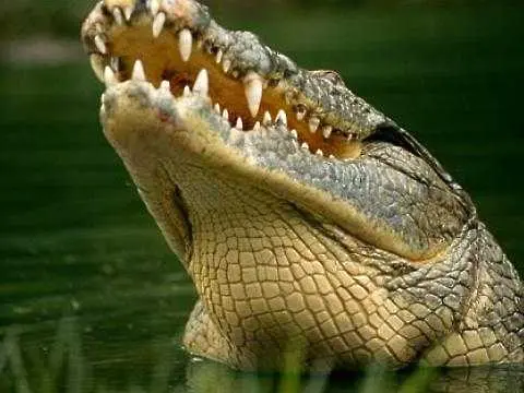 Заловиха най-големия крокодил, улавян някога