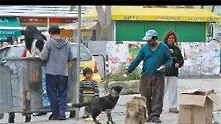 Боклукът и бездомните кучета са сред най-големите проблеми за столичани   