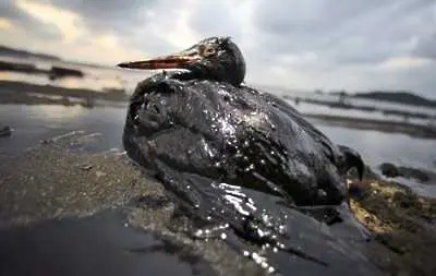 Петролен разлив в нова Зеландия мори птици   