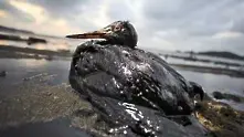 Петролен разлив в нова Зеландия мори птици   