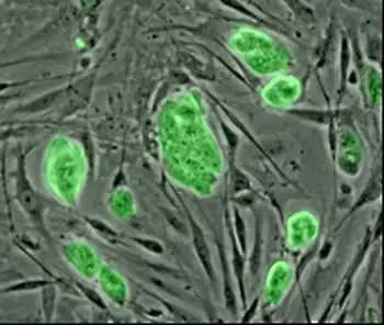 Форма на клонинг създава ембрионални стволови клетки   