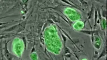 Форма на клонинг създава ембрионални стволови клетки   