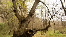 700-годишен бряст от Русенско ще се състезава за европейско дърво на годината