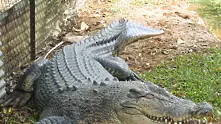 Австралийски крокодил отмъкна косачка (видео)