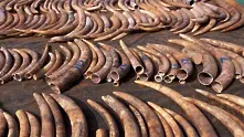 Рекордно количество слонова кост беше иззето тази година