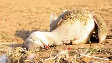 Български бракониери убиха една от най-редките птици в света
