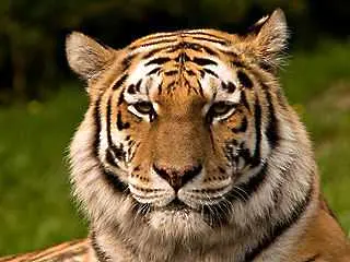 Командоси ще пазят тигрите в Индия