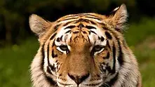Командоси ще пазят тигрите в Индия
