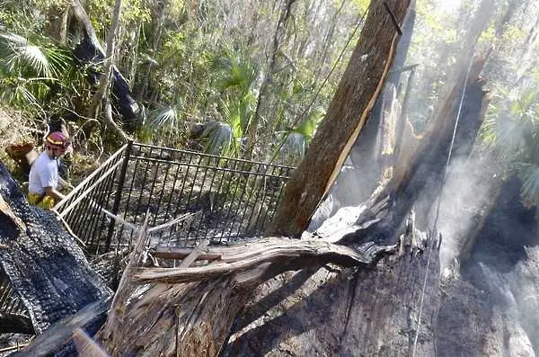 Изгоря едно от най-старите дървета в света