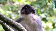 Откриха рядък вид маймуна на остров Борнео   