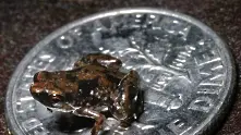 Откриха най-малката жаба на Земята   