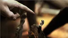 Откриха най-малкия хамелеон на света