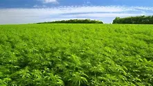 Испанско село дава земя под наем за отглеждане на марихуана