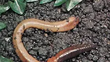 Учени: Плоските червеи са ключът към безсмъртието