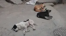 Тел. 988 04 35 денонощно приема сигнали за бездомни кучета в София