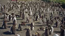 Учени преброиха пингвините на Антарктида