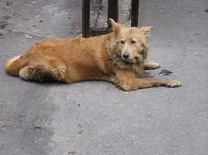 Бездомните кучета - проблем № 1 за столичани