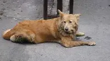 Бездомните кучета - проблем № 1 за столичани