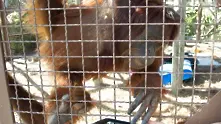 Орангутани в Маями се учат да общуват с iPad